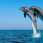 Приснился дельфин: подробное толкование по сонникам