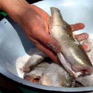 Как сохранить рыбу на рыбалке Способы сохранения рыбы на рыбалке