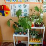 Растения для детской комнаты — осторожно с выбором